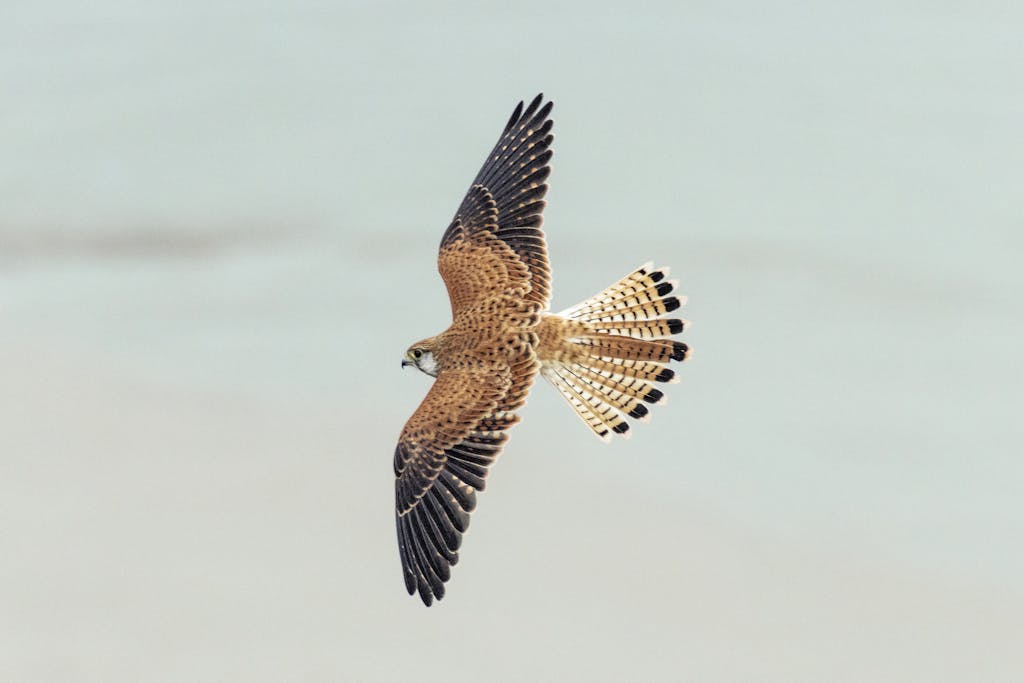 A stunning photo capturing a common kestrel in flight, showcasing its beautiful feathers and hovering skill.